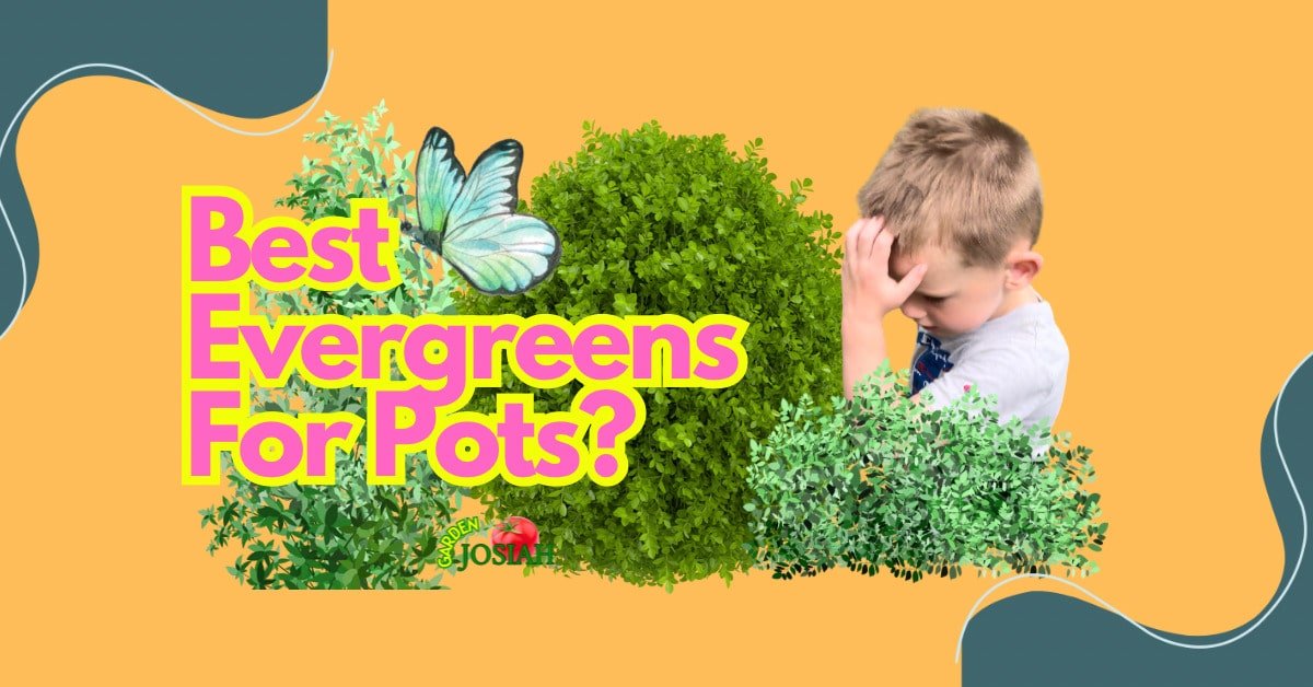 Evergreen Plants For Pots