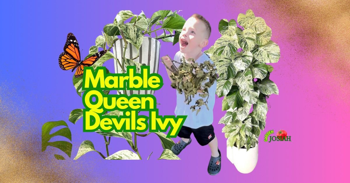 Marble Queen Devils Ivy