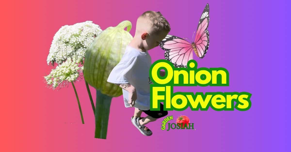 Onion Flowers