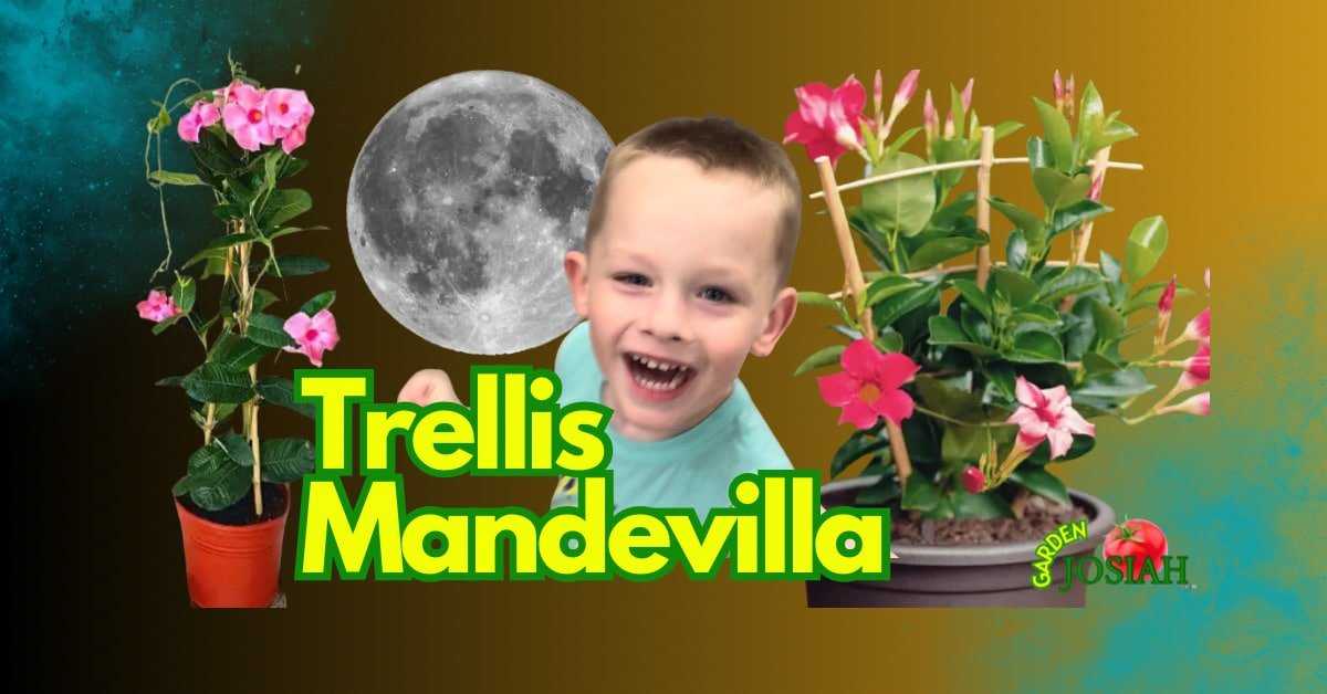 Trellis Mandevilla