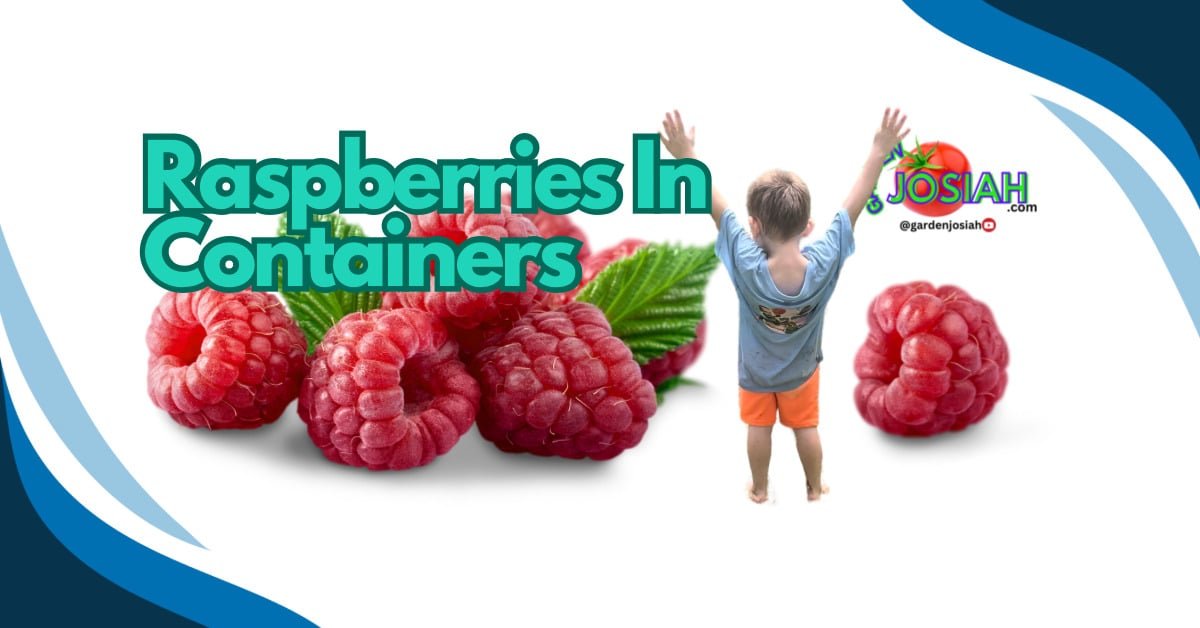 Container Gardening Raspberries