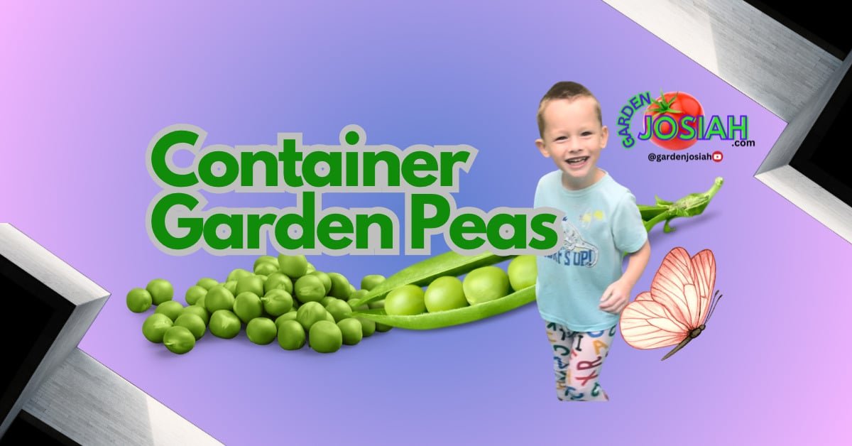 Container Gardening Peas: Grow Fresh Peas at Home