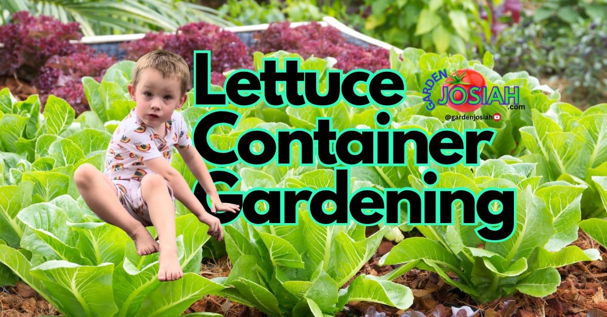 Gardening Lettuce