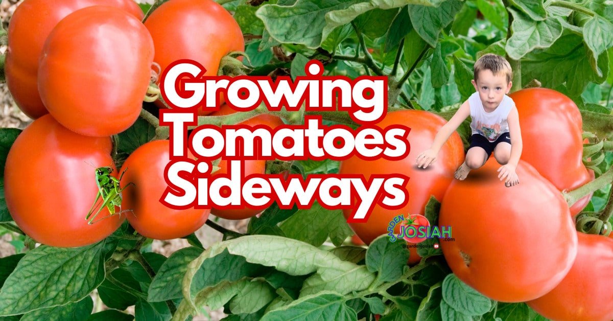 Growing Tomatoes Sideways