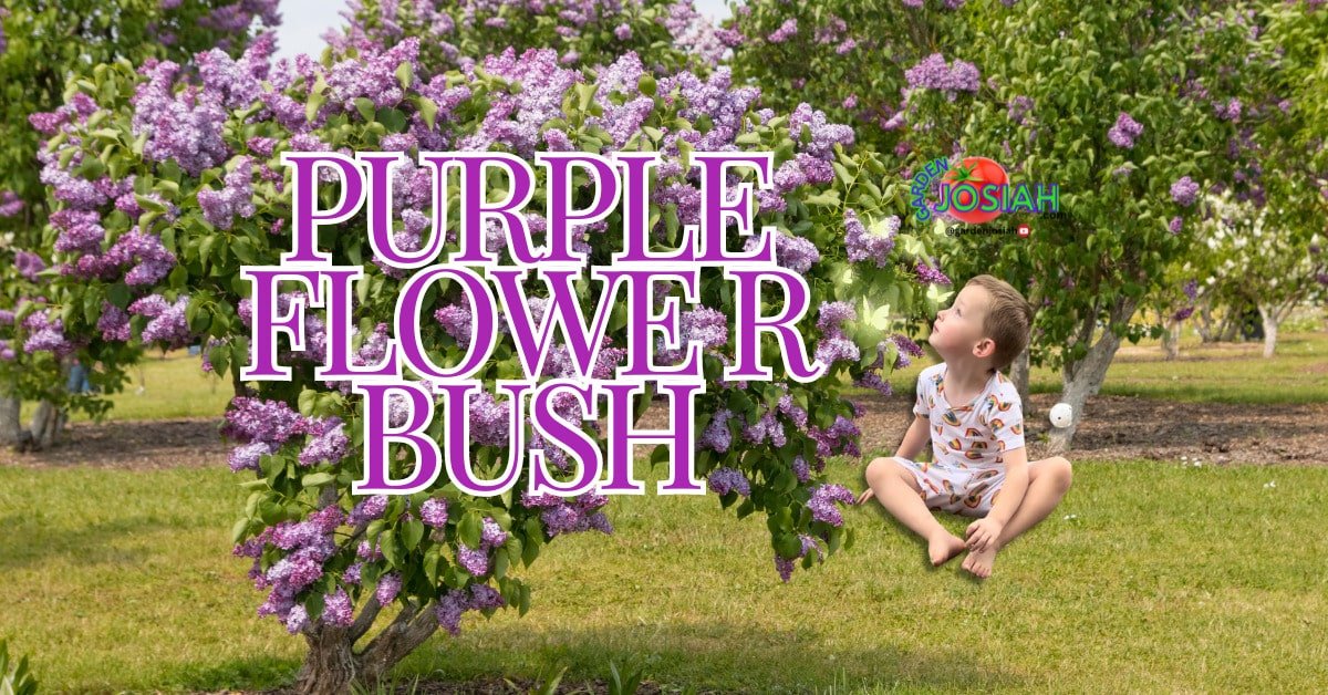 Purple Flower Bush: Vibrant Garden Beauty