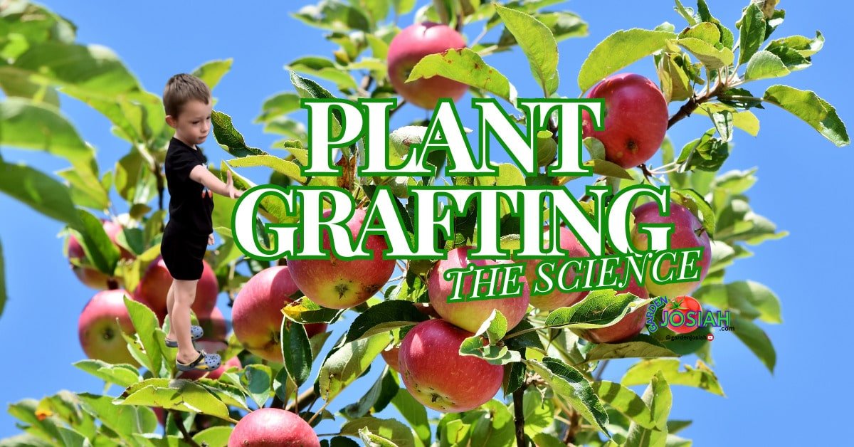 Plant grafting