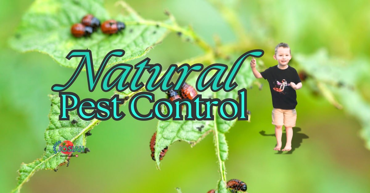 Dealing With Common Garden Pests Naturally