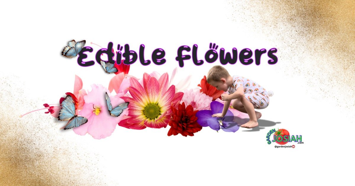 Edible Flowers: Adding Beauty and Flavor to Your Garden and Plate