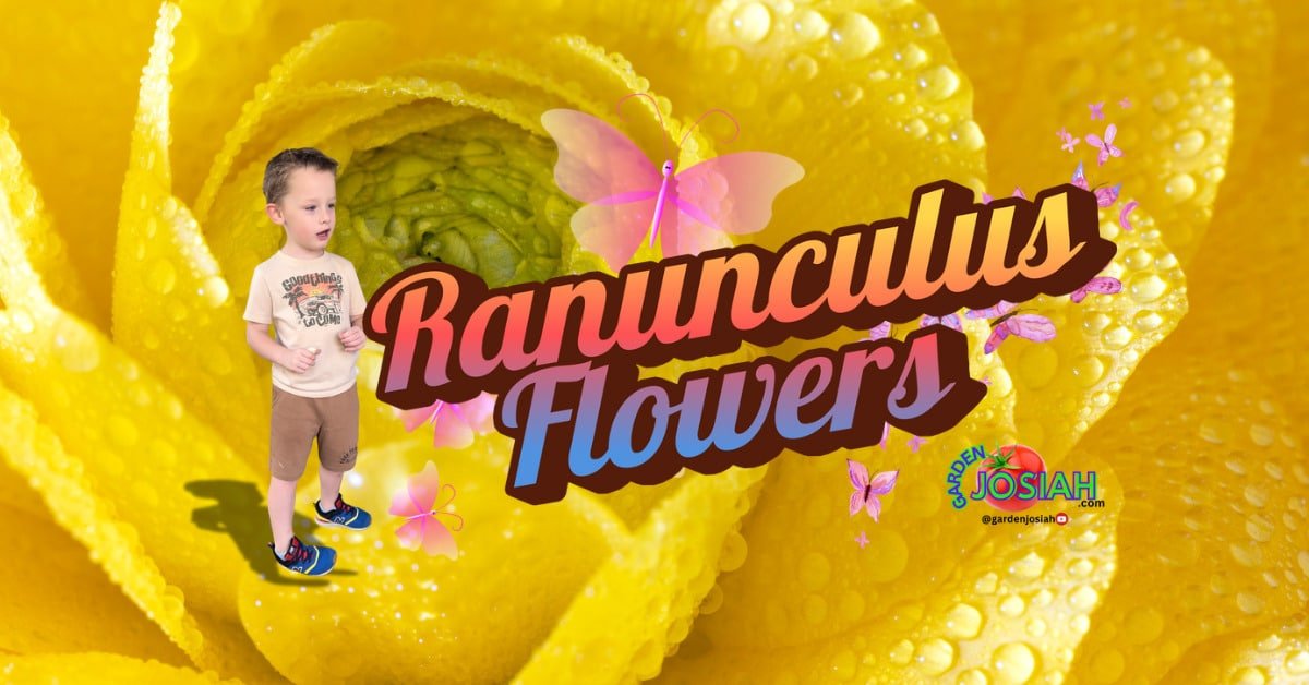 Stunning Ranunculus Flowers Care Guide: Everything You Need to Know