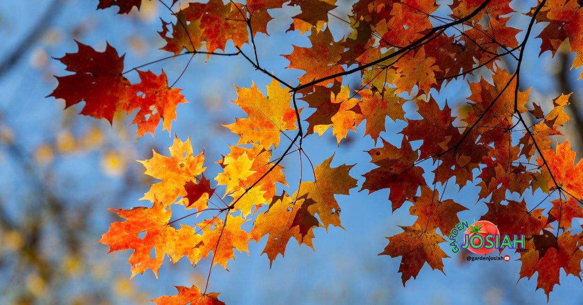 How to Prepare Your Lawn for Winter: A Comprehensive Fall Lawn Care Checklist