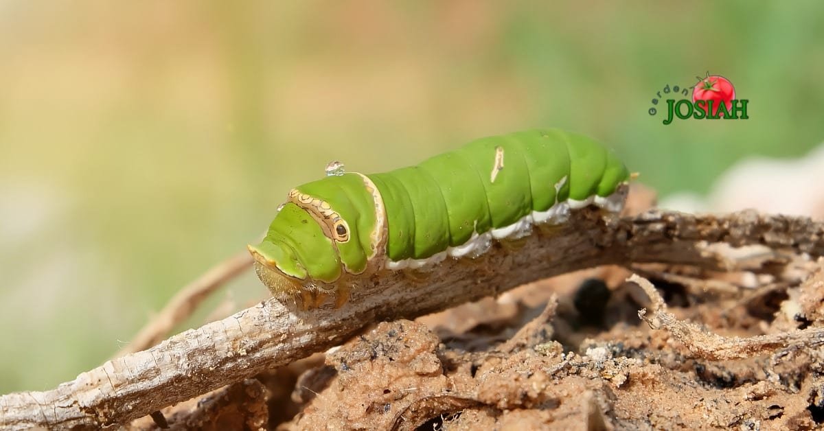 The Role of Green Caterpillars in Biodiversity: Why They Matter