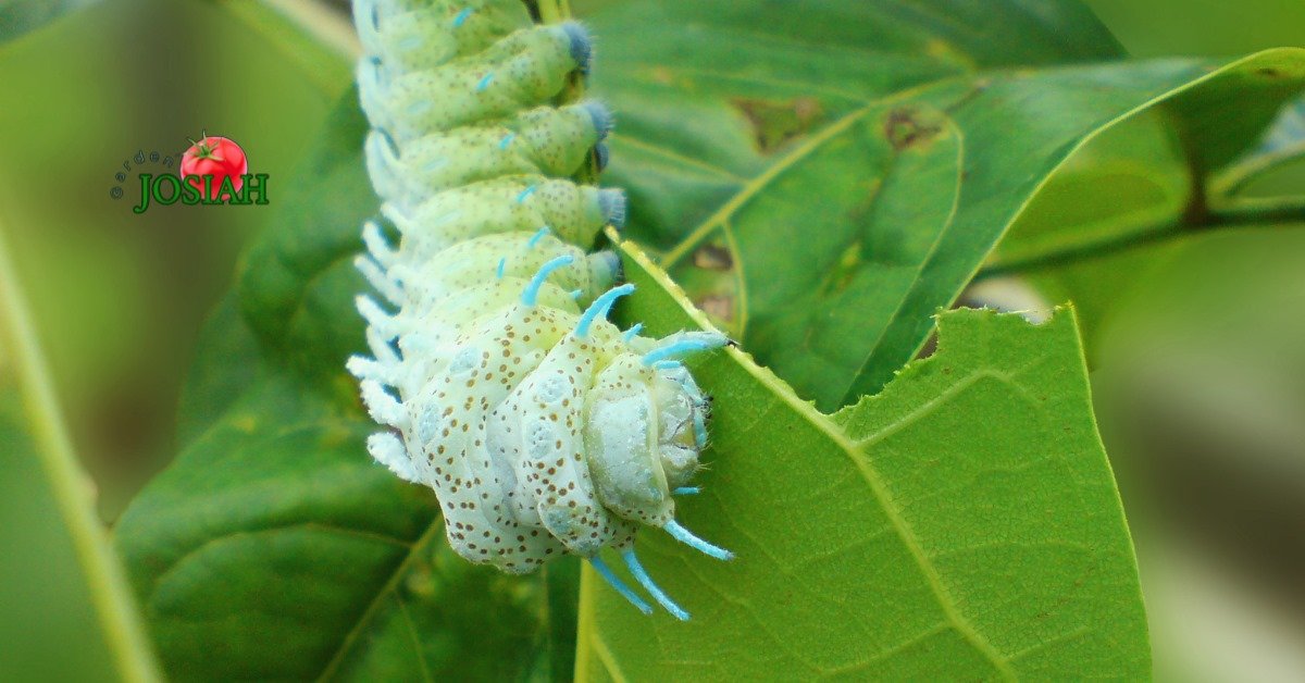 How Climate Change Affects Green Caterpillars: Trends and Observations