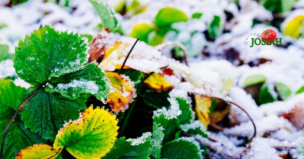 Winter Gardening