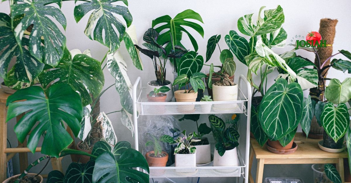 Indoor Plants