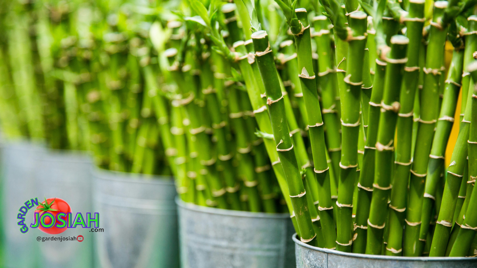 Bamboo Garden